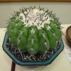 Discocactus_placentiformis